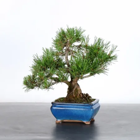 BONSAI PIN MUGO 2-24