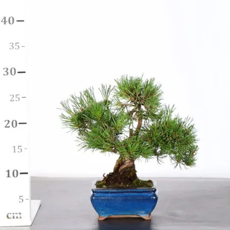 image supplémentaire - BONSAI PIN MUGO 2-24