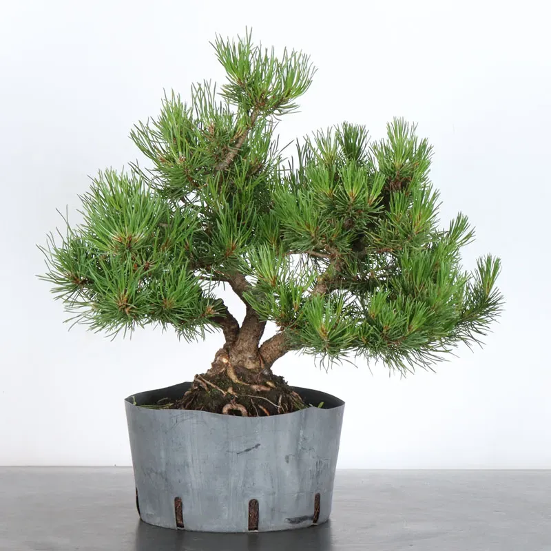 PREBONSAI PIN MUGO 2-25