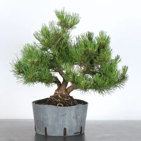 PREBONSAI PINUS MUGO 2-25