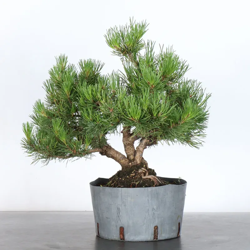 image supplémentaire - PREBONSAI PIN MUGO 2-25