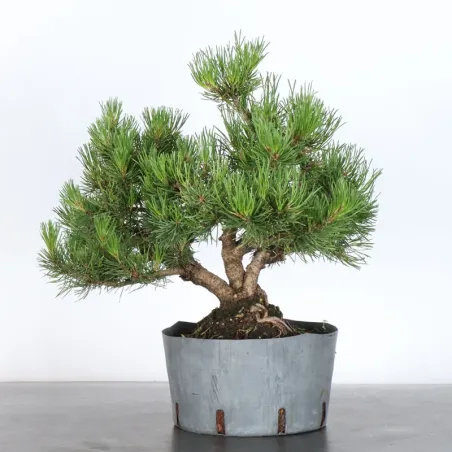 image supplémentaire - PREBONSAI PIN MUGO 2-25
