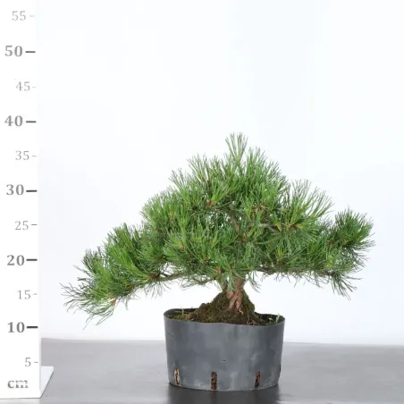 image supplémentaire - PREBONSAI PINUS MUGO 2-5