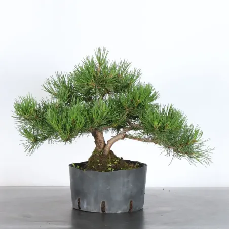 Mugo Bonsai Pine PM-2-5