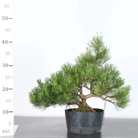 image supplémentaire - PREBONSAI PIN MUGO 2-6