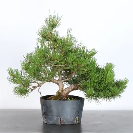 Pin mugo bonsai PM-2-6