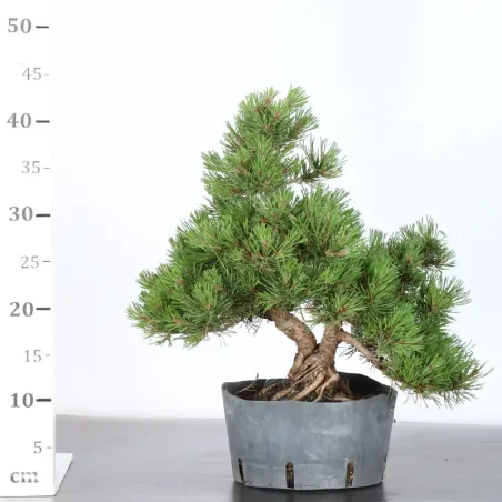image supplémentaire - PREBONSAI PIN MUGO 2-7
