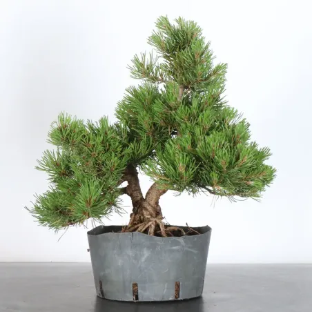PREBONSAI PIN MUGO 2-7