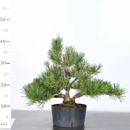 image supplémentaire - PREBONSAI PINUS MUGO 2-8
