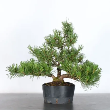 Mugo Bonsai Pine PM-2-8