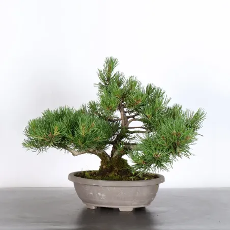 Pin mugo bonsai PM-2-9