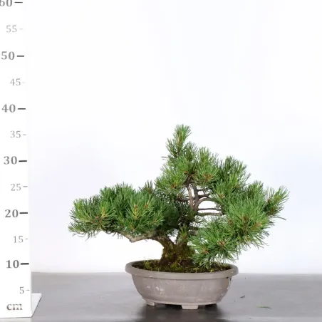 image supplémentaire - PREBONSAI PIN MUGO 2-9