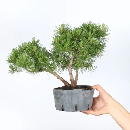 PREBONSAI PINUS MUGO 3-10