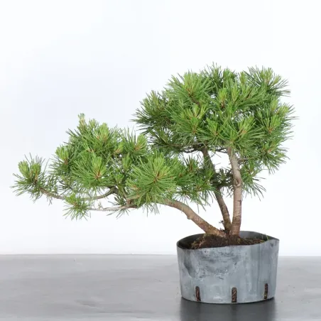 image supplémentaire - PREBONSAI PINUS MUGO 3-10