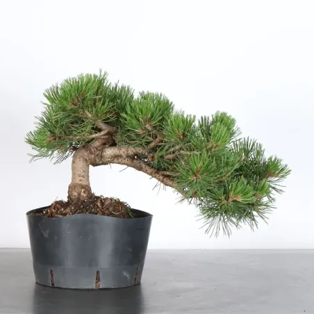 PREBONSAI PIN MUGO 3-13