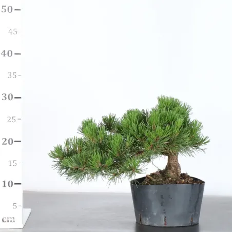 image supplémentaire - PREBONSAI PIN MUGO 3-13