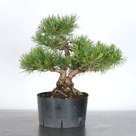 PREBONSAI PIN MUGO 3-14