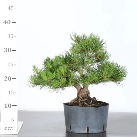 image supplémentaire - PREBONSAI PINUS MUGO 3-14