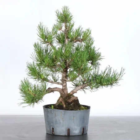 PREBONSAI PIN MUGO 3-15