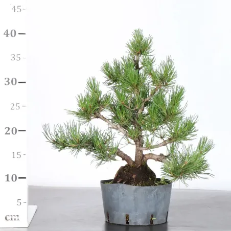 image supplémentaire - PREBONSAI PIN MUGO 3-15