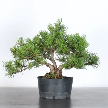 PREBONSAI PINUS MUGO 3-16