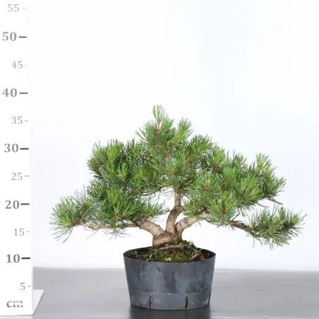 image supplémentaire - PREBONSAI PIN MUGO 3-16