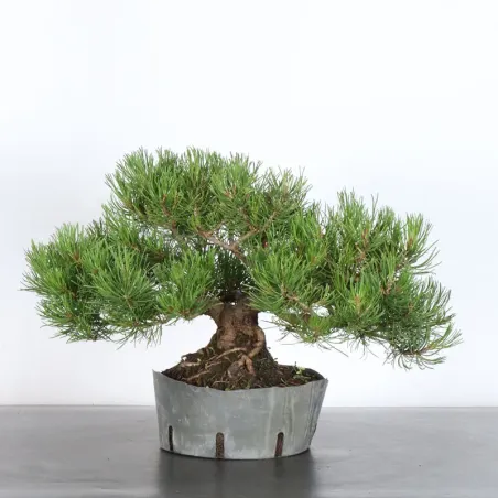 PREBONSAI PINUS MUGO 3-3