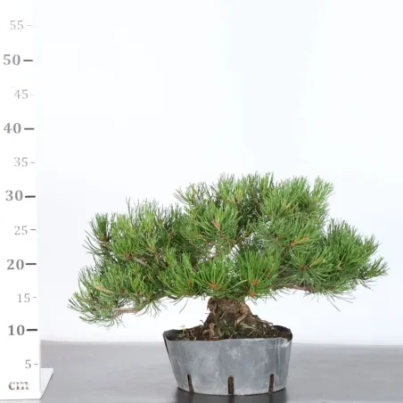 image supplémentaire - PREBONSAI PIN MUGO 3-3