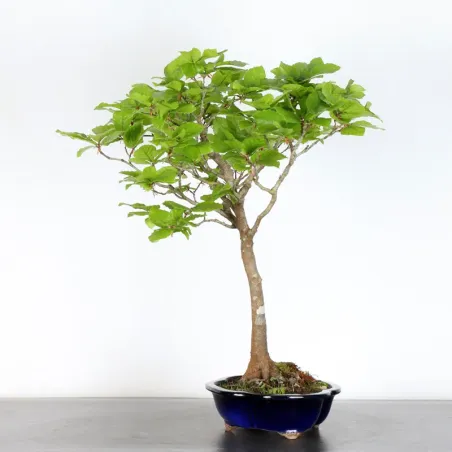 image supplémentaire - HÊTRE "FAGUS SYLVATICA" 1-11