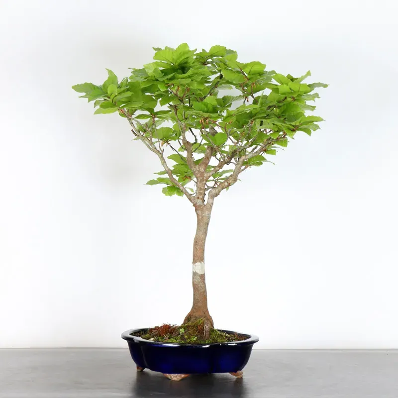 HÊTRE "FAGUS SYLVATICA" 1-11