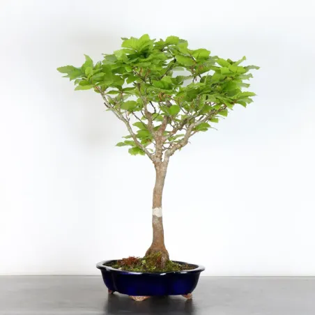 BEECH "FAGUS SYLVATICA" 1-11