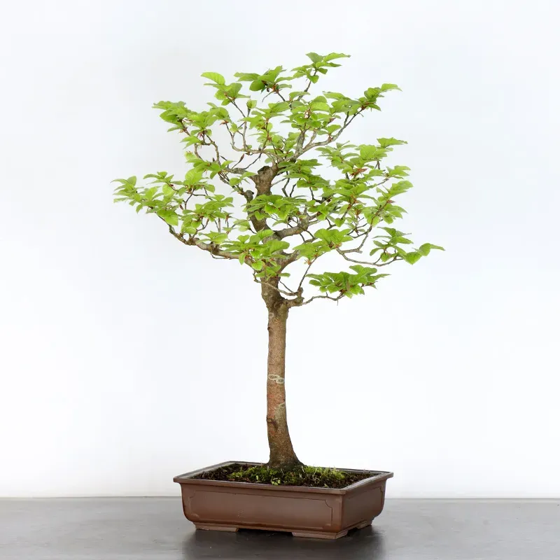 HÊTRE "FAGUS SYLVATICA" 1-15