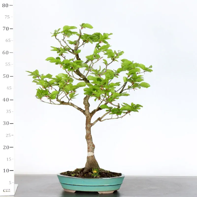 image supplémentaire - HÊTRE "FAGUS SYLVATICA" 1-8