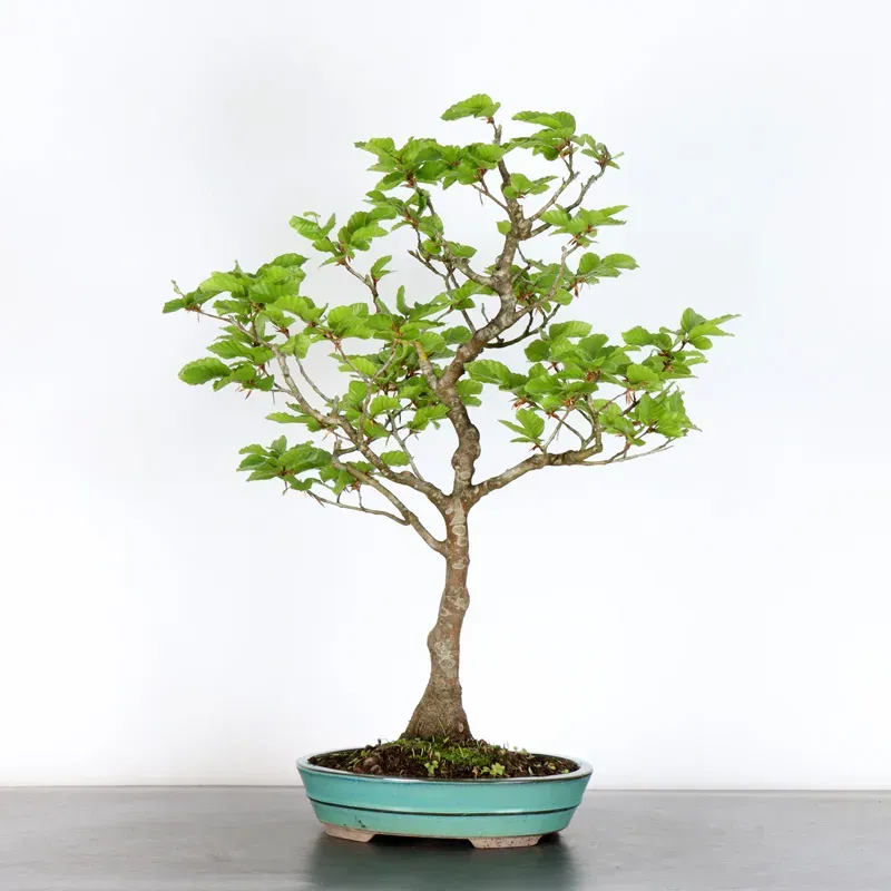 Bonsai Hêtre H-1-8