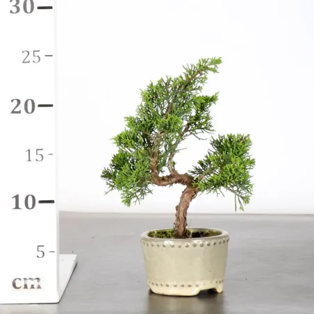 image supplémentaire - GENÉVRIER "JUNIPERUS...