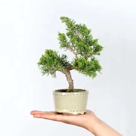 Bonsai Chinese Juniper