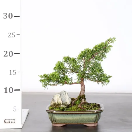 image supplémentaire - GENÉVRIER "JUNIPERUS...