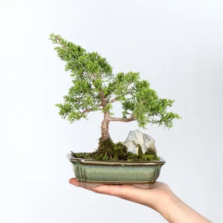 Bonsai Genévrier de Chine