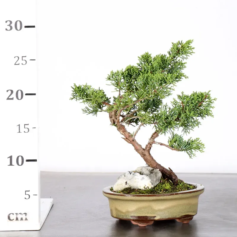 image supplémentaire - GENÉVRIER "JUNIPERUS KISHU"...