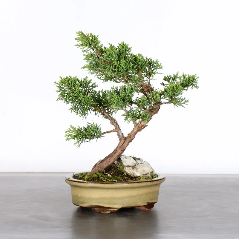 Bonsai Genévrier de Chine