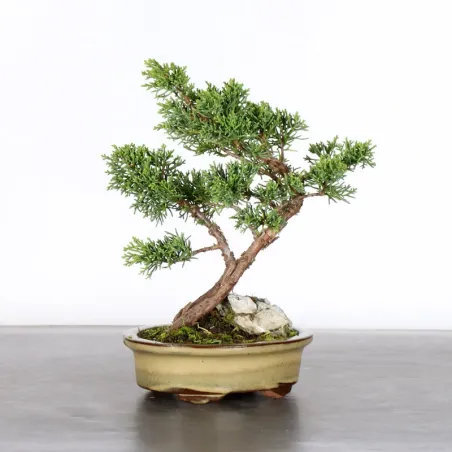 Bonsai Chinese Juniper