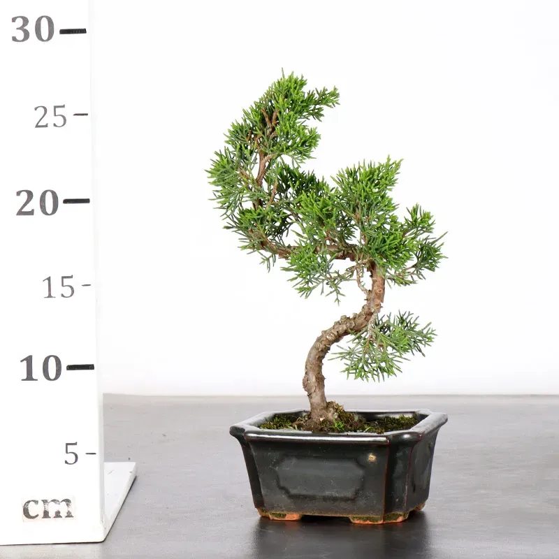 image supplémentaire - GENÉVRIER "JUNIPERUS...