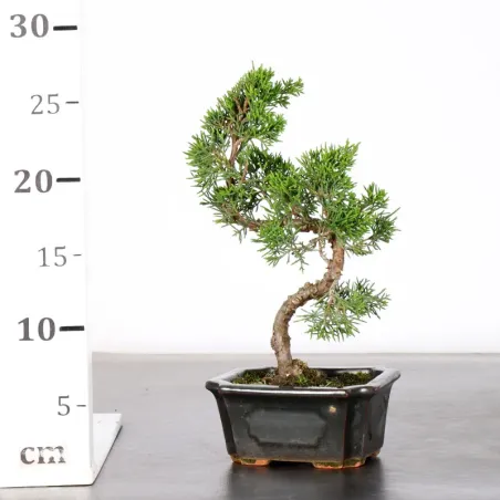 image supplémentaire - JUNIP "JUNIPERUS ITOIGAWA" 1-4