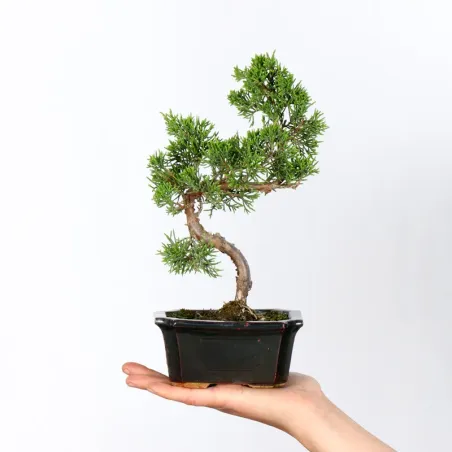 Bonsai Chinese Juniper