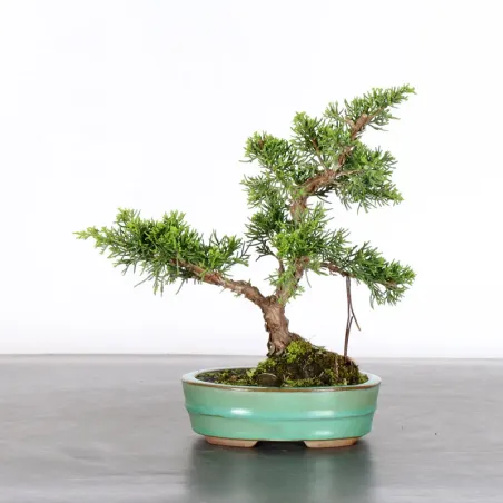 image supplémentaire - GENÉVRIER "JUNIPERUS...