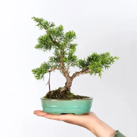 Bonsai Chinese Juniper