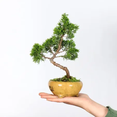 JUNIPER "JUNIPERUS ITOIGAWA" 1-6