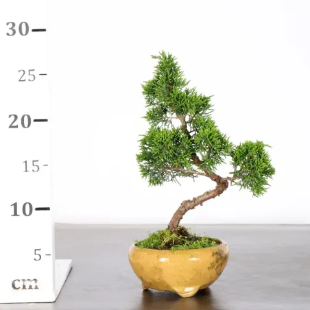 image supplémentaire - GENÉVRIER "JUNIPERUS...