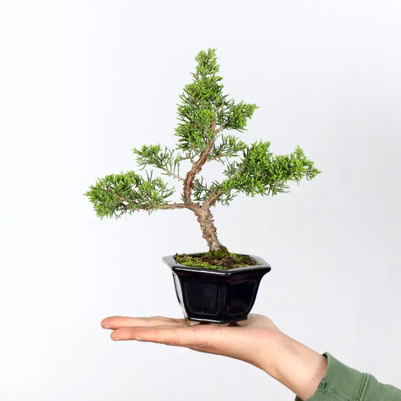 Bonsai Genévrier de Chine