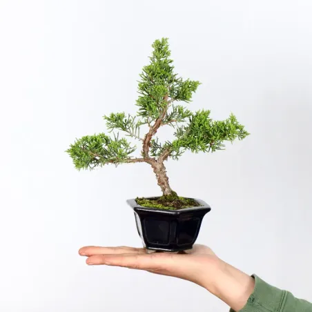 Bonsai Chinese Juniper